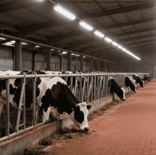 led light for cattle barn (1)